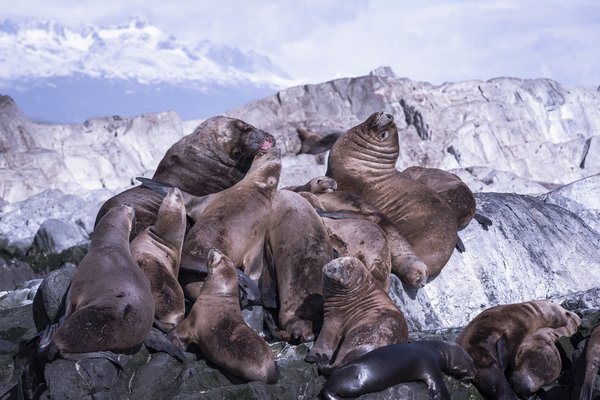 Astuces pour porter des chaussures à imprimés animaliers avec subtilité dans une tenue professionnelle